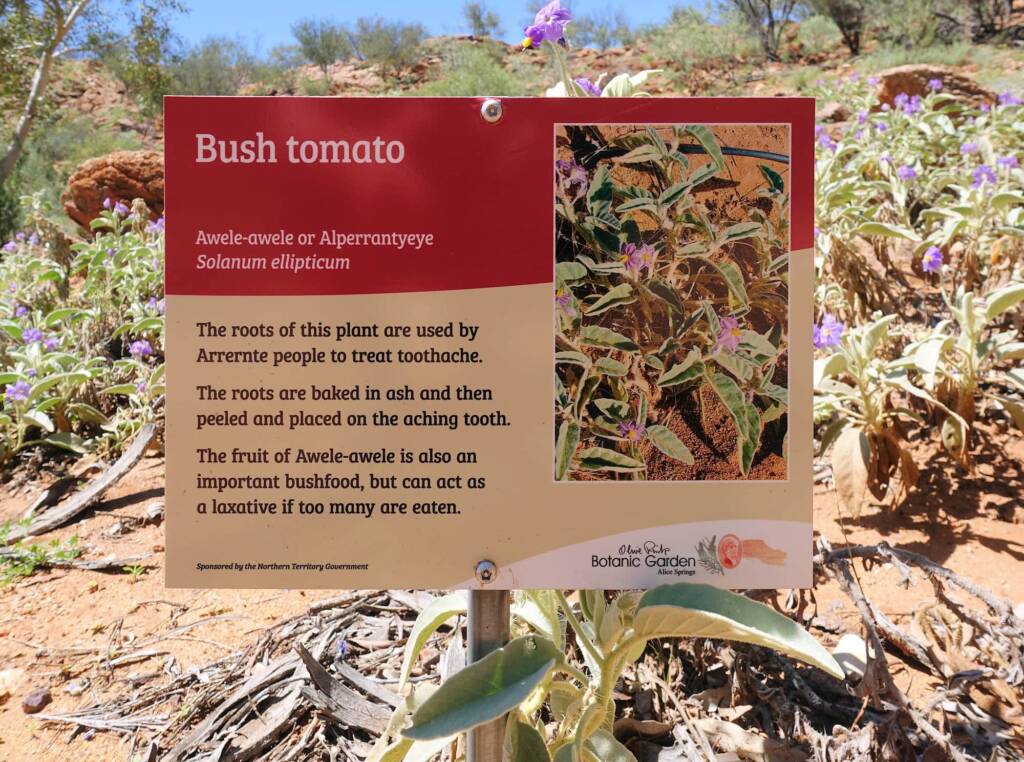 Bush Tomato (Solanum ellipticum) signage, Olive Pink Botanic Garden, Alice Springs, NT