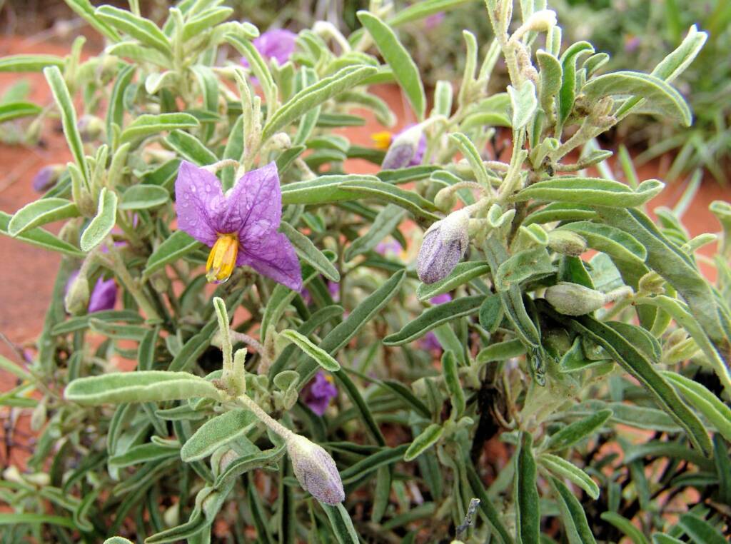 Solanum (south of Alice Springs, NT)