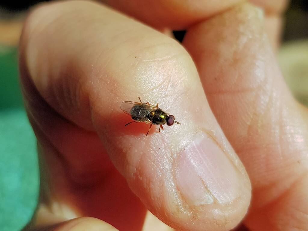 Soldier Fly (family Stratiomyidae), Alice Springs NT