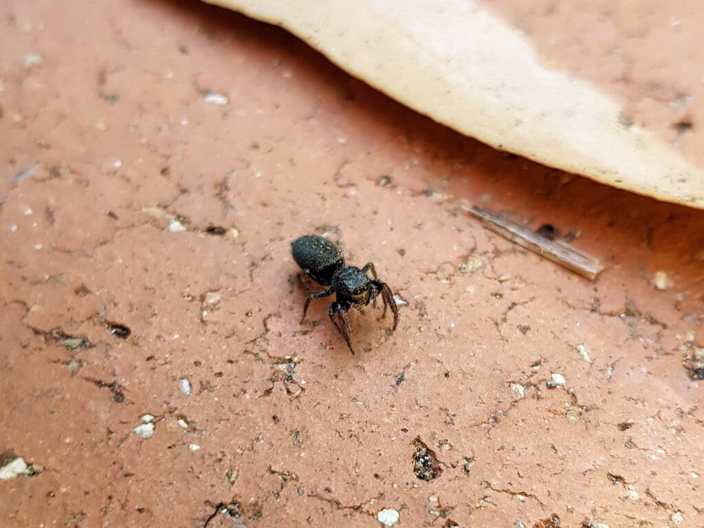 Sondra aurea (Jumping Spider), Alice Springs NT