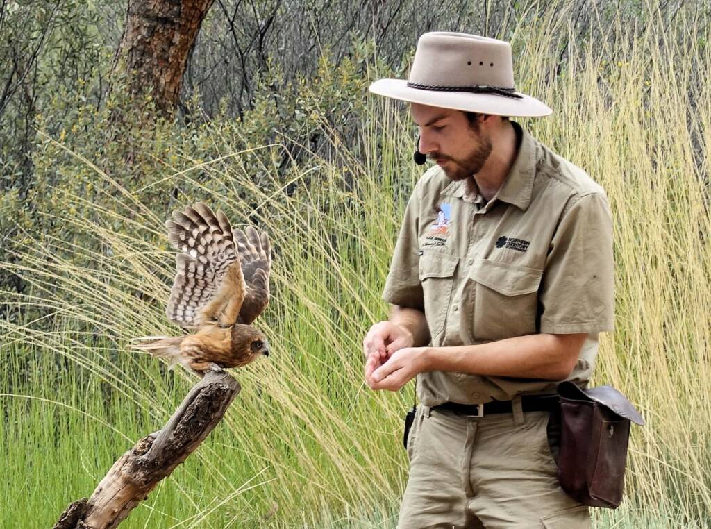 Southern Boobook Owl - Birds of Prey Show, Alice Springs Desert Park