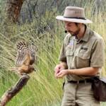 Southern Boobook Owl - Birds of Prey Show, Alice Springs Desert Park