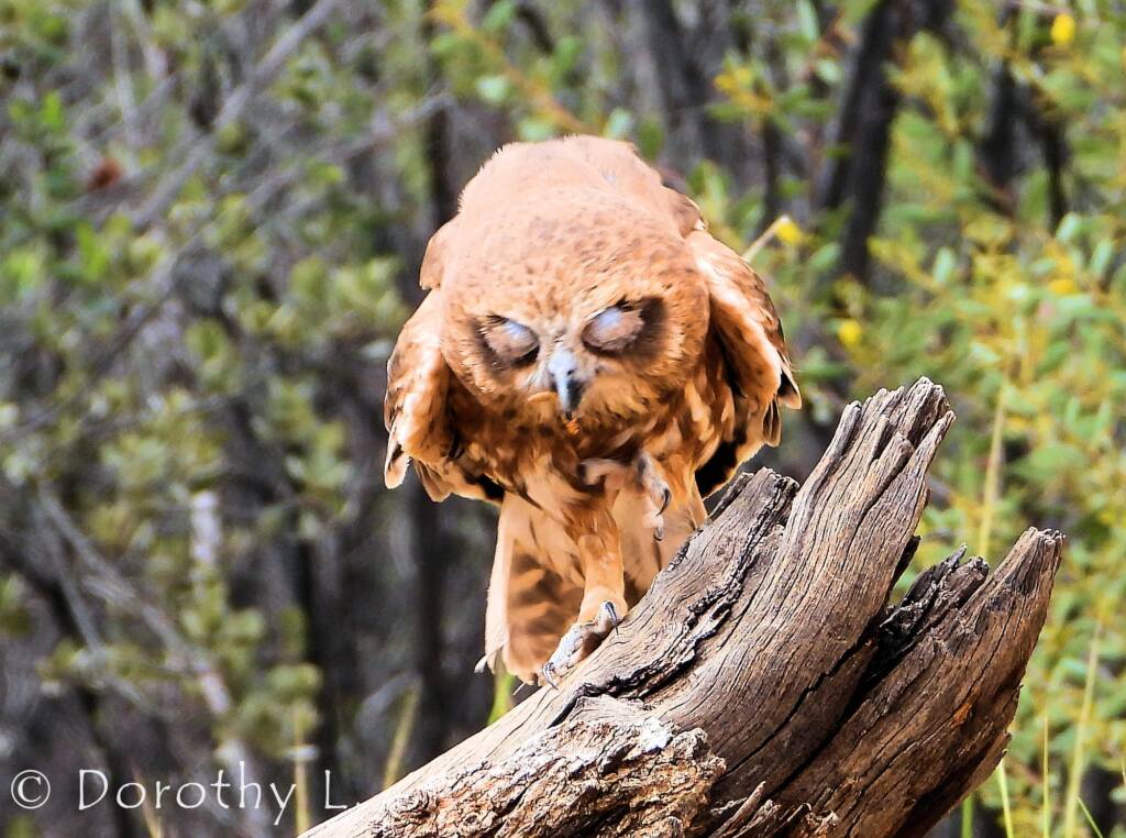 Southern Boobook Owl, Free-flying Birds Show, Alice Springs Desert Park