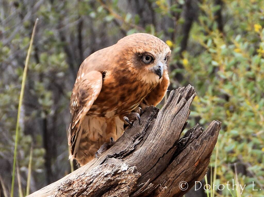 Southern Boobook Owl, Free-flying Birds Show, Alice Springs Desert Park