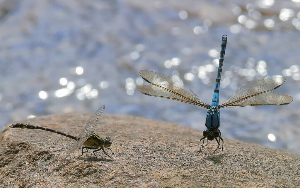 Southern Vicetail (Hemigomphus gouldii) male and Arrowhead Rockmaster (Diphlebia nymphoides) male, Gloucester River, Invergordon NSW © Jeff Melvaine