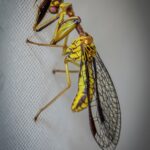 Spaminta minjerribae, Emerald Beach NSW © Norm Farmer