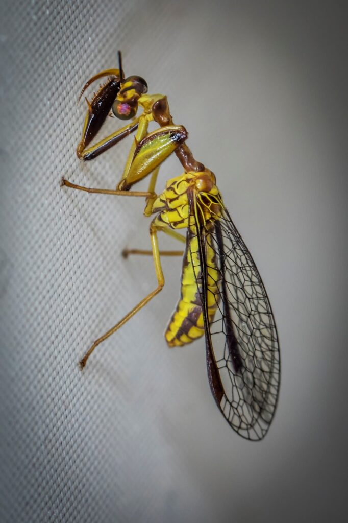 Spaminta minjerribae, Emerald Beach NSW © Norm Farmer