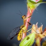 Spaminta minjerribae, Emerald Beach NSW © Norm Farmer