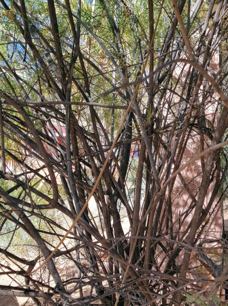 Spearwood (Pandorea doratoxylon), Alice Springs Desert Park NT