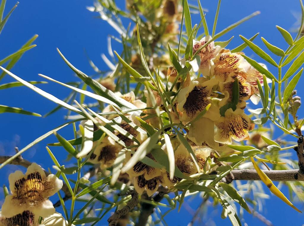 Spearwood (Pandorea doratoxylon), Alice Springs Desert Park NT