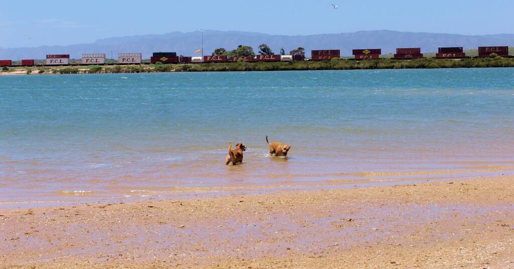 The dogs have never been in salty sea water before (Spencer Gulf, Port Augusta, SA)