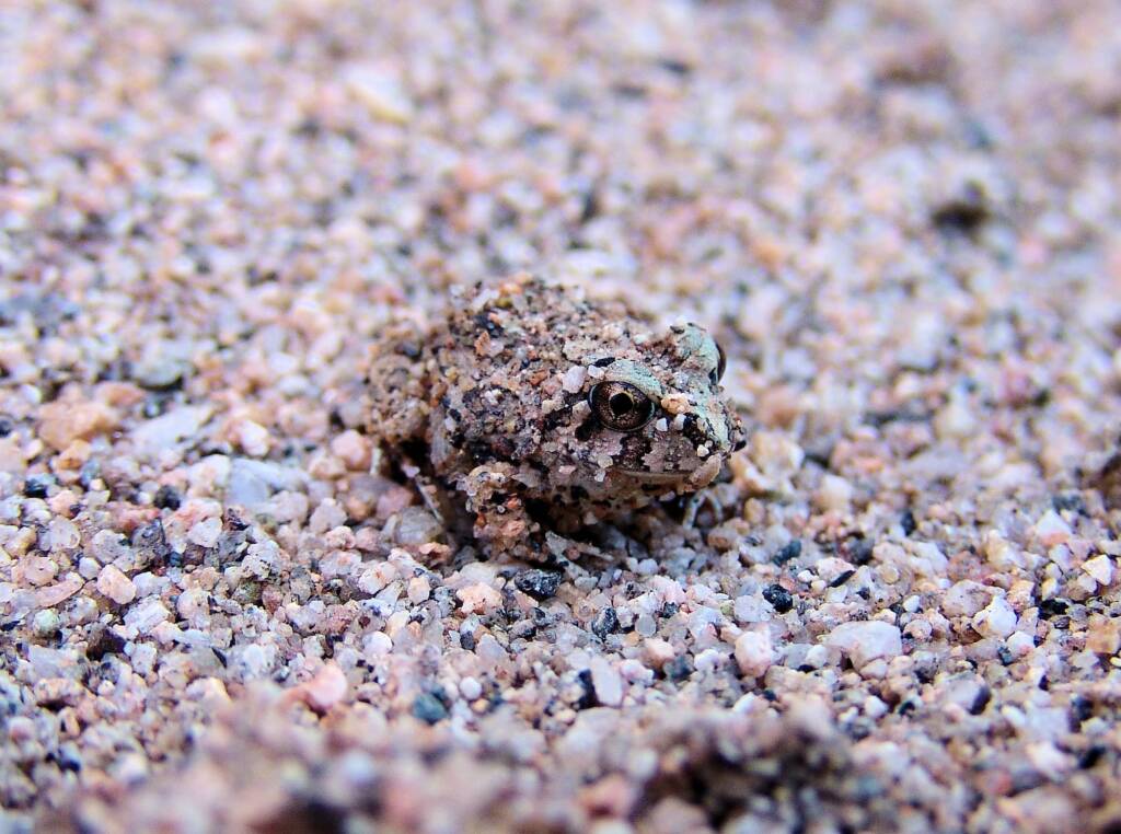 Spencer's Burrowing Frog (Opisthodon spenceri)