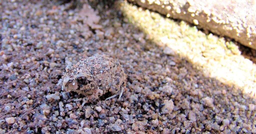 Spencer's Burrowing Frog (Opisthodon spenceri)