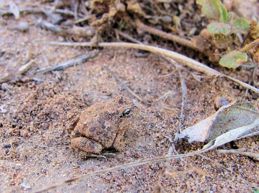 Spencer’s Burrowing Frog (Opisthodon spenceri), Birthday Hole