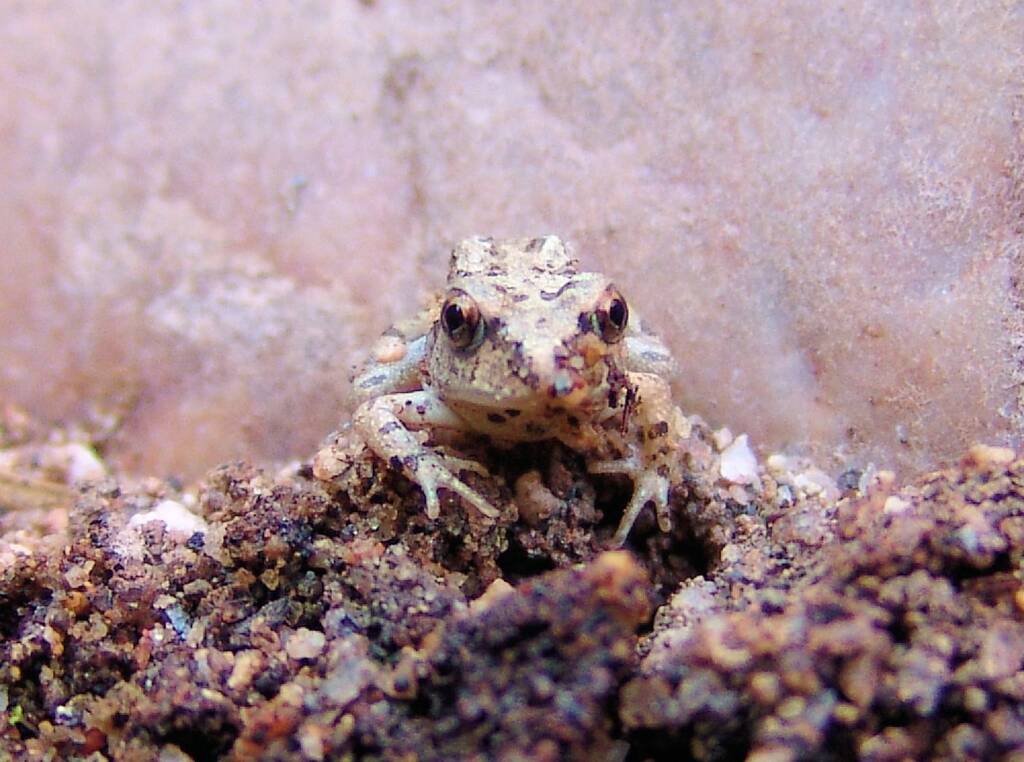 Spencer's Burrowing Frog (Opisthodon spenceri), Simpsons Gap