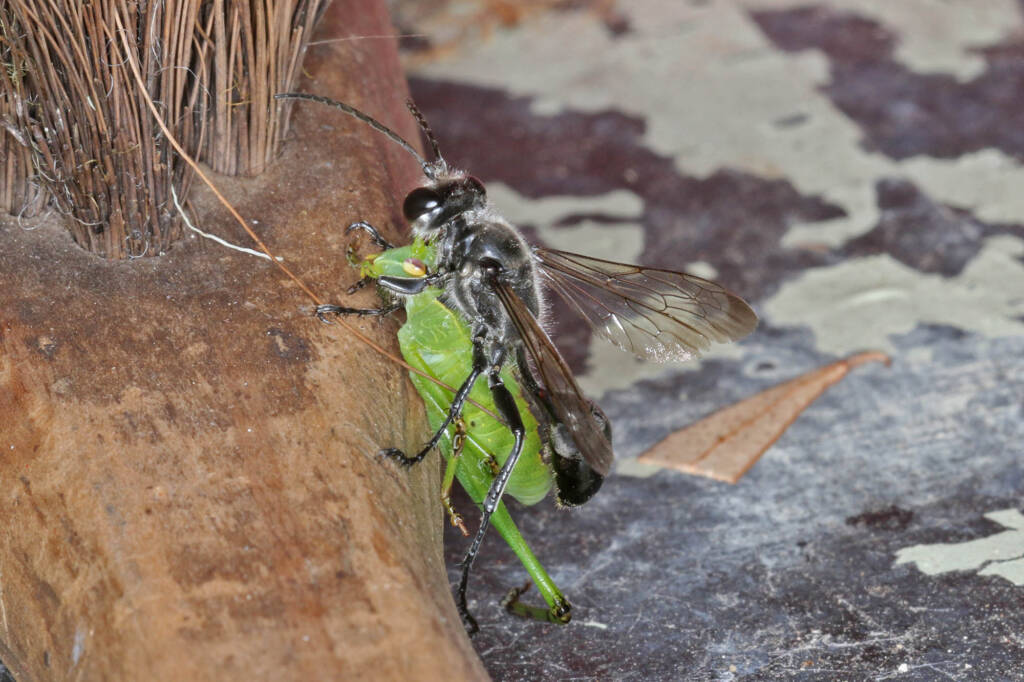 Genus Isodontia (Grass-carrying Wasp), Ballandean QLD © Marc Newman