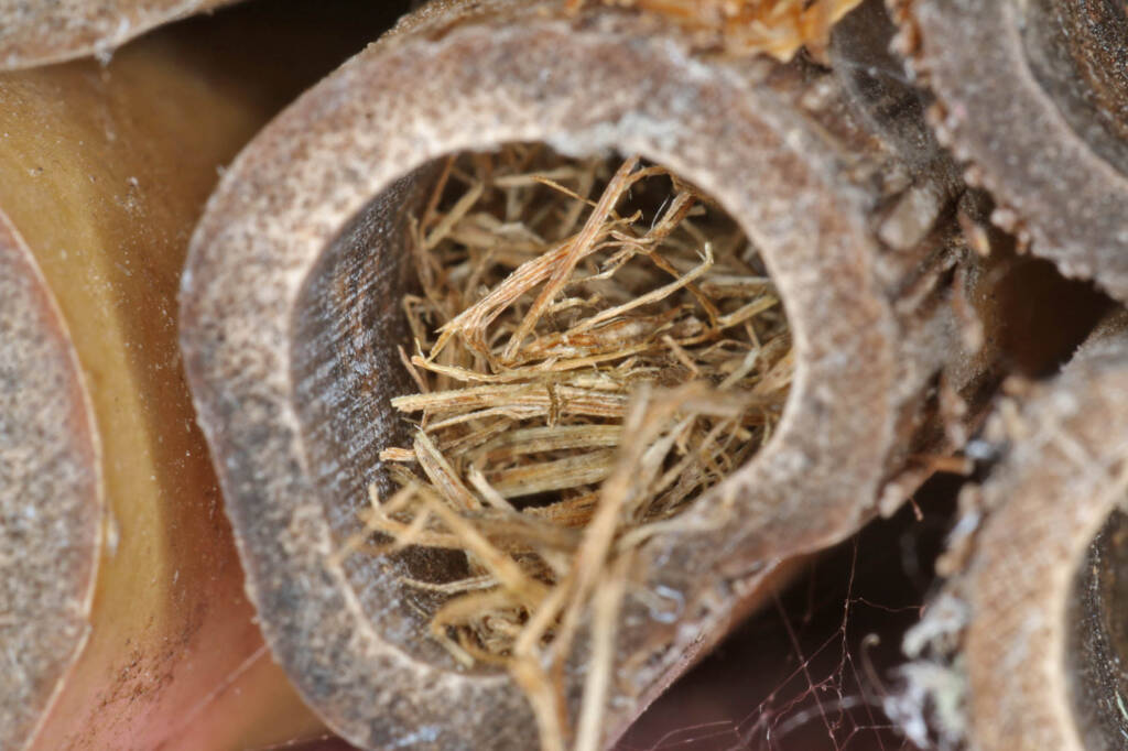 Genus Isodontia (Grass-carrying Wasp), Ballandean QLD © Marc Newman