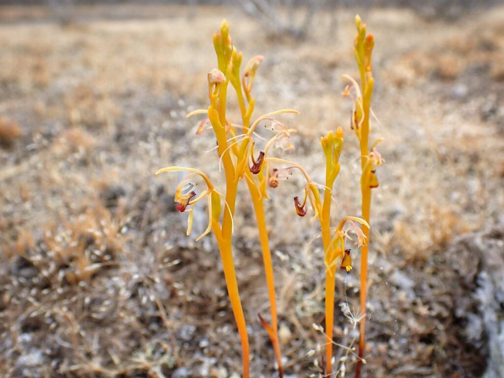 Spiculaea ciliata (Elbow Orchid), Great Southern Region WA © Terry Dunham