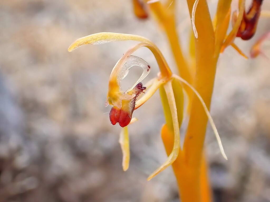 Spiculaea ciliata (Elbow Orchid), Great Southern Region WA © Terry Dunham