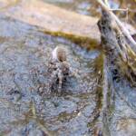 Wolf Spider (Lycosidae sp), Simpsons Gap, NT