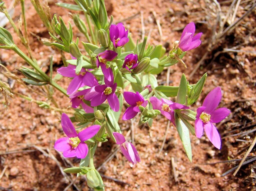 Spike Centaury (Schenkia australis), Ilparpa Claypans, Alice Springs NT