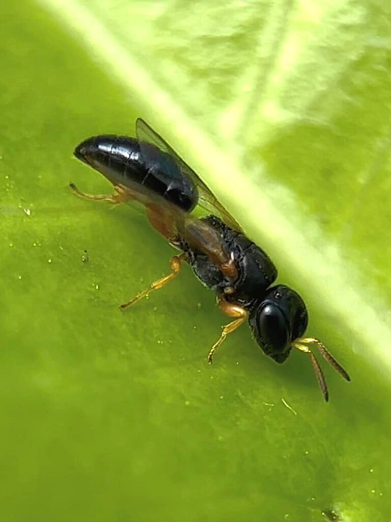 Spilomena (Aphid Wasp, family Pemphredonidae), Gregory River (Whitsunday region), Nth QLD © Tony Vernon