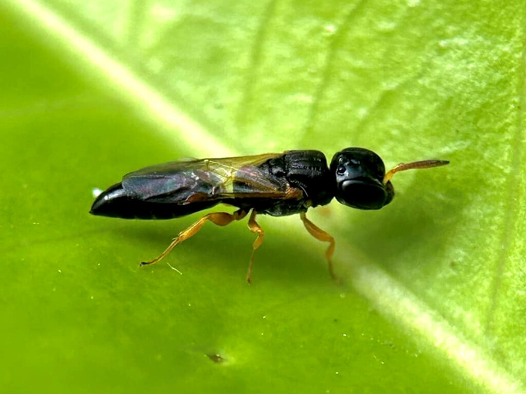 Spilomena (Aphid Wasp, family Pemphredonidae), Gregory River (Whitsunday region), Nth QLD © Tony Vernon