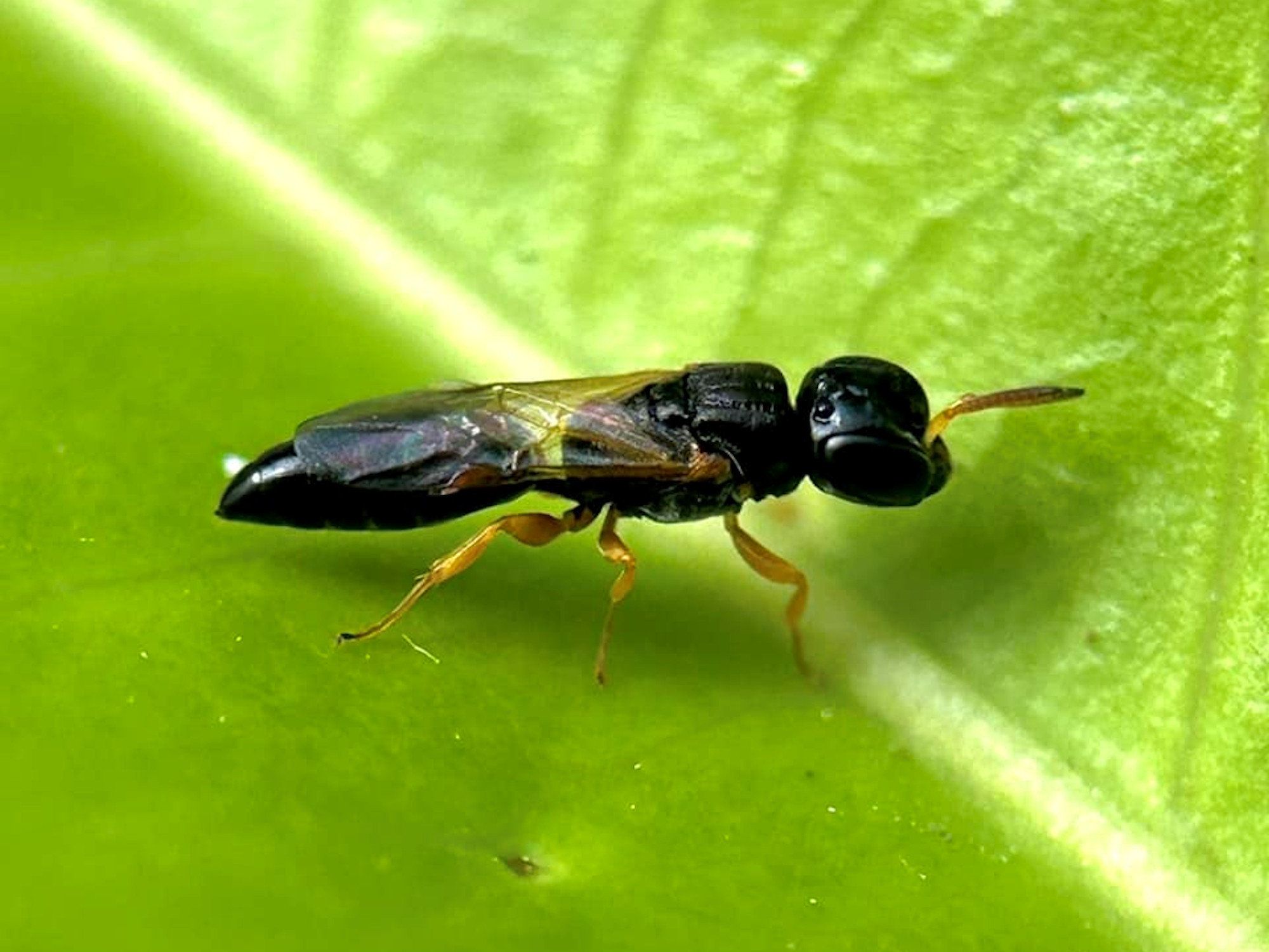 Spilomena (Aphid Wasp, family Pemphredonidae), Gregory River (Whitsunday region), Nth QLD © Tony Vernon