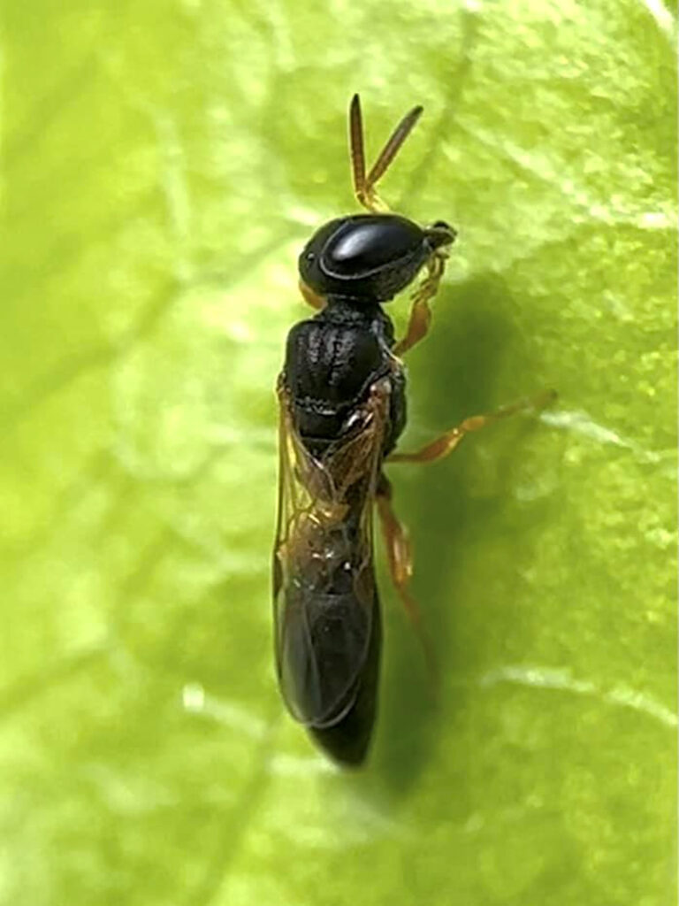 Spilomena (Aphid Wasp, family Pemphredonidae), Gregory River (Whitsunday region), Nth QLD © Tony Vernon