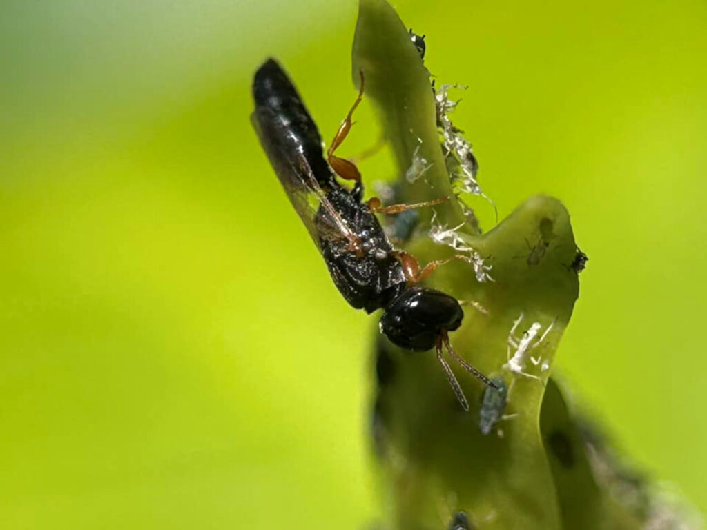 Spilomena (Aphid Wasp, family Pemphredonidae), Gregory River (Whitsunday region), Nth QLD © Tony Vernon