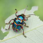 Spilopyra sumptuosa (Rainbow Leaf Beetle), NSW/QLD © Hongming Kan