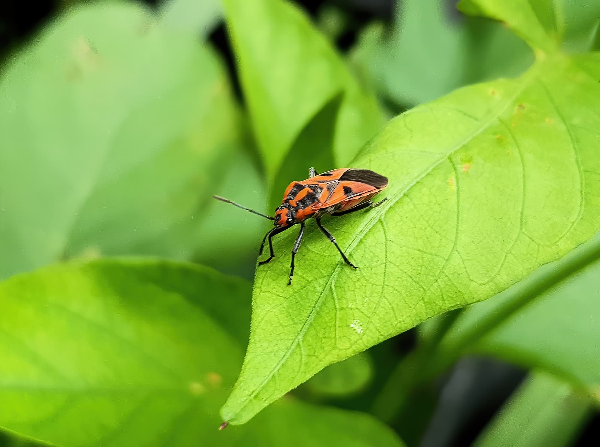 Large Milkweed Bugs (Spilosethus hospes), Alice Springs NT