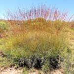 Spinifex, East Macdonnell Ranges, NT