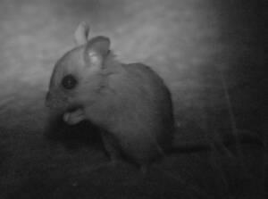 Spinifex Hopping Mouse (Notomys alexis)