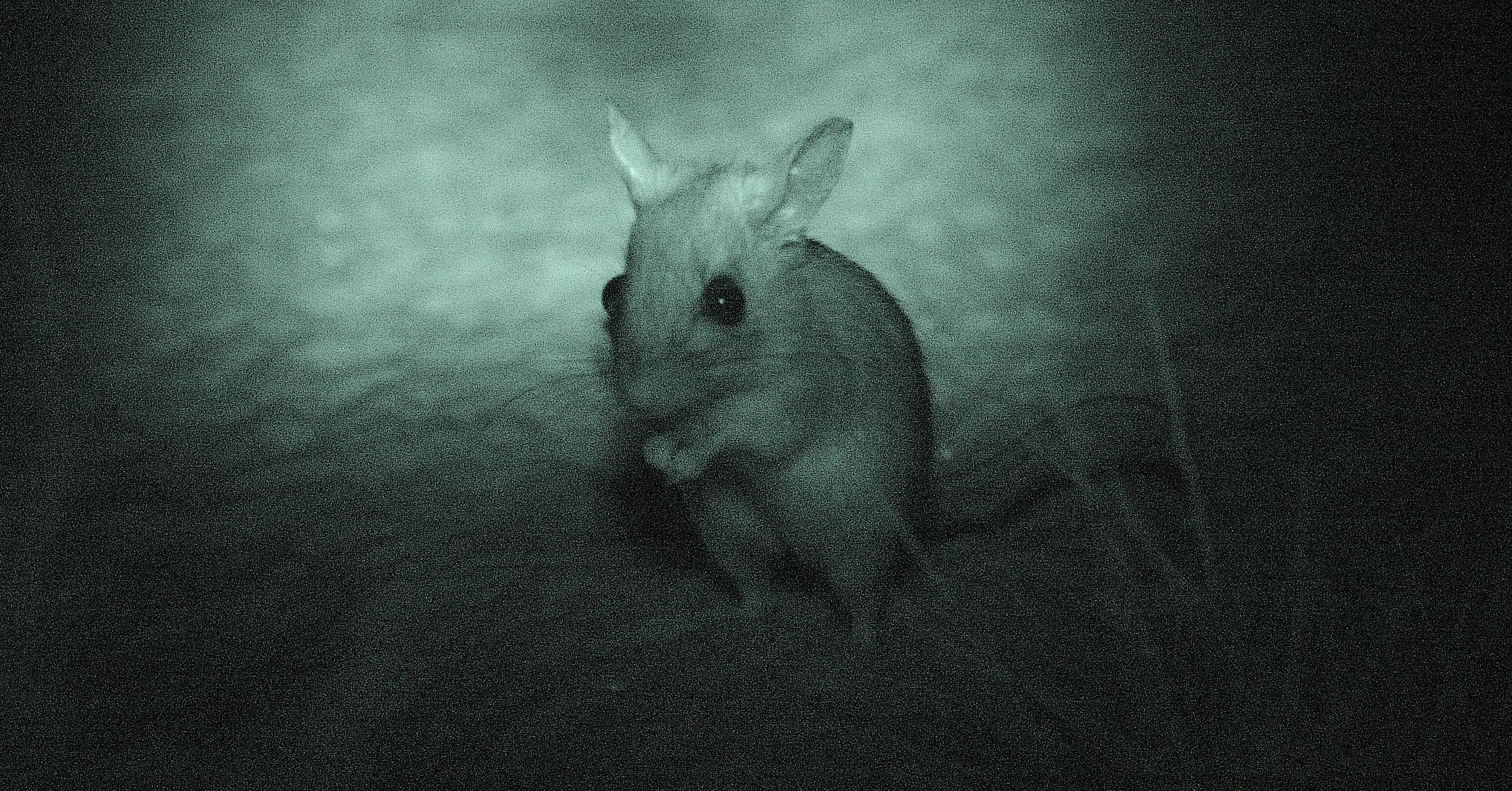 Marsupial Mouse