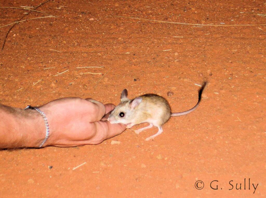 Spinifex Hopping Mouse (Notomys alexis)