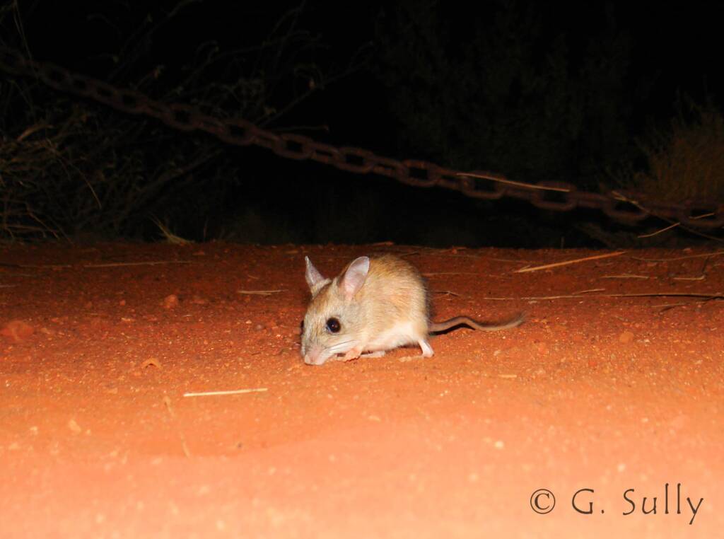 Spinifex Hopping Mouse (Notomys alexis)