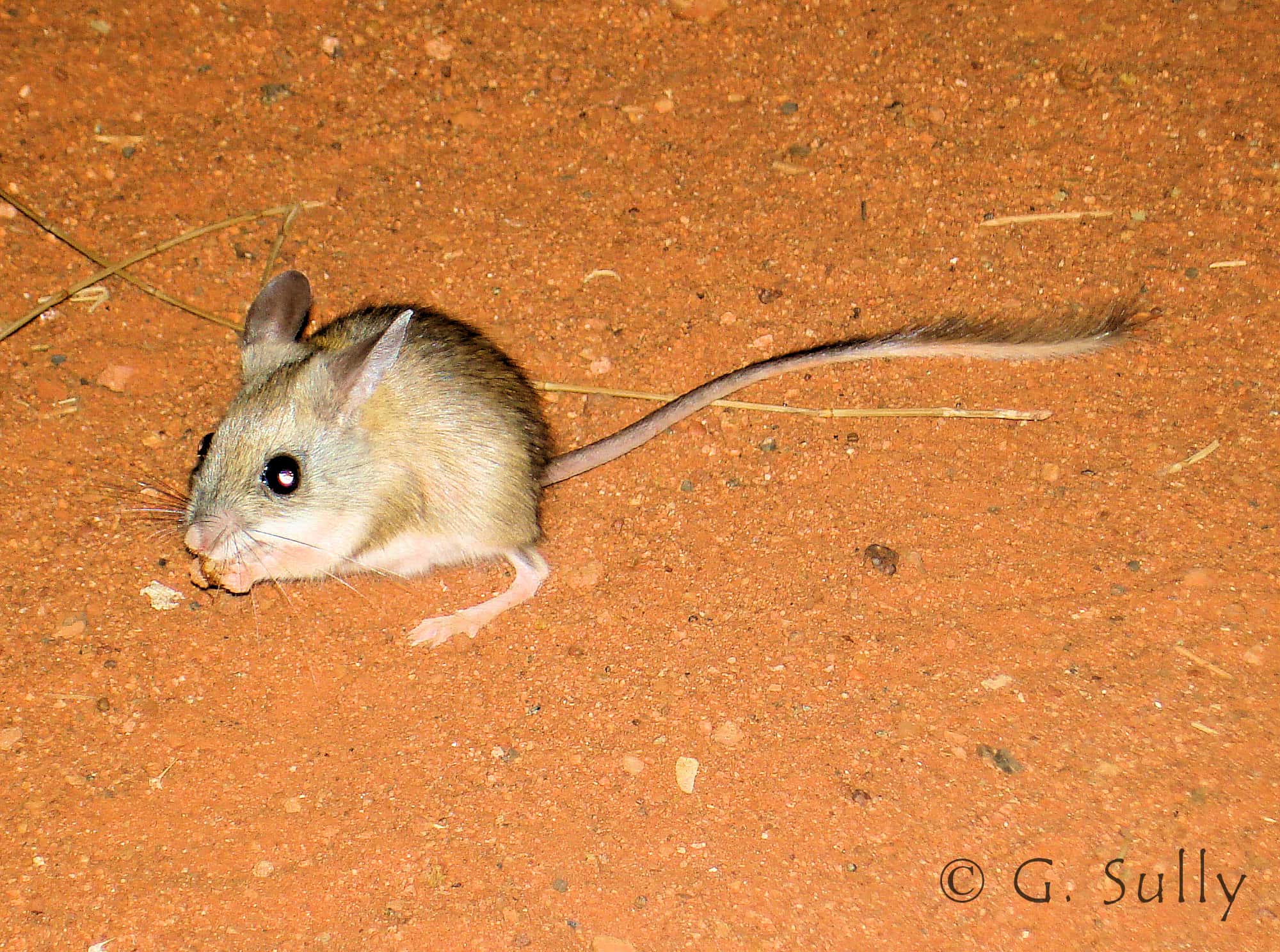 Spinifex Hopping Mouse (Notomys alexis)