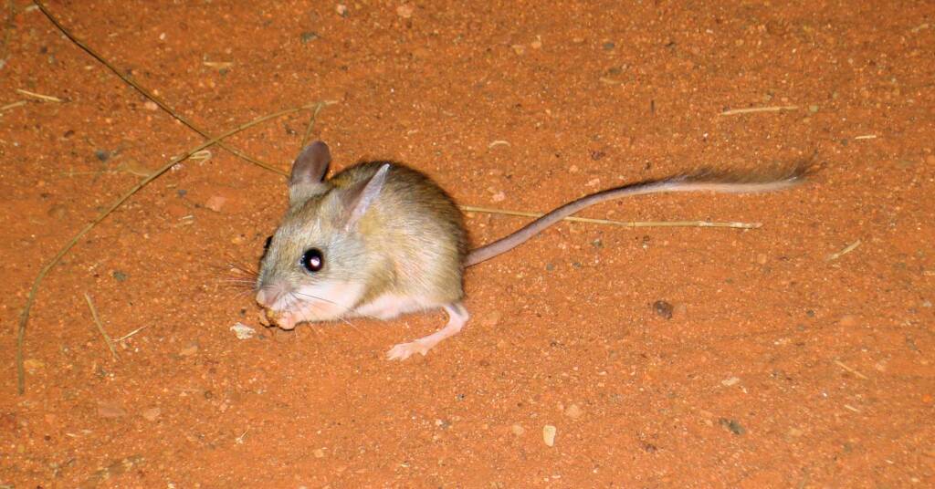 Spinifex hopping mouse (Notomys alexis)