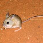 Spinifex hopping mouse (Notomys alexis), 2007