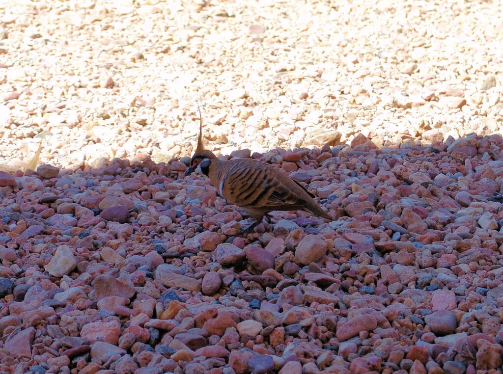 Spinifex Pigeon (Geophaps plumifera), Alice Springs Desert Park