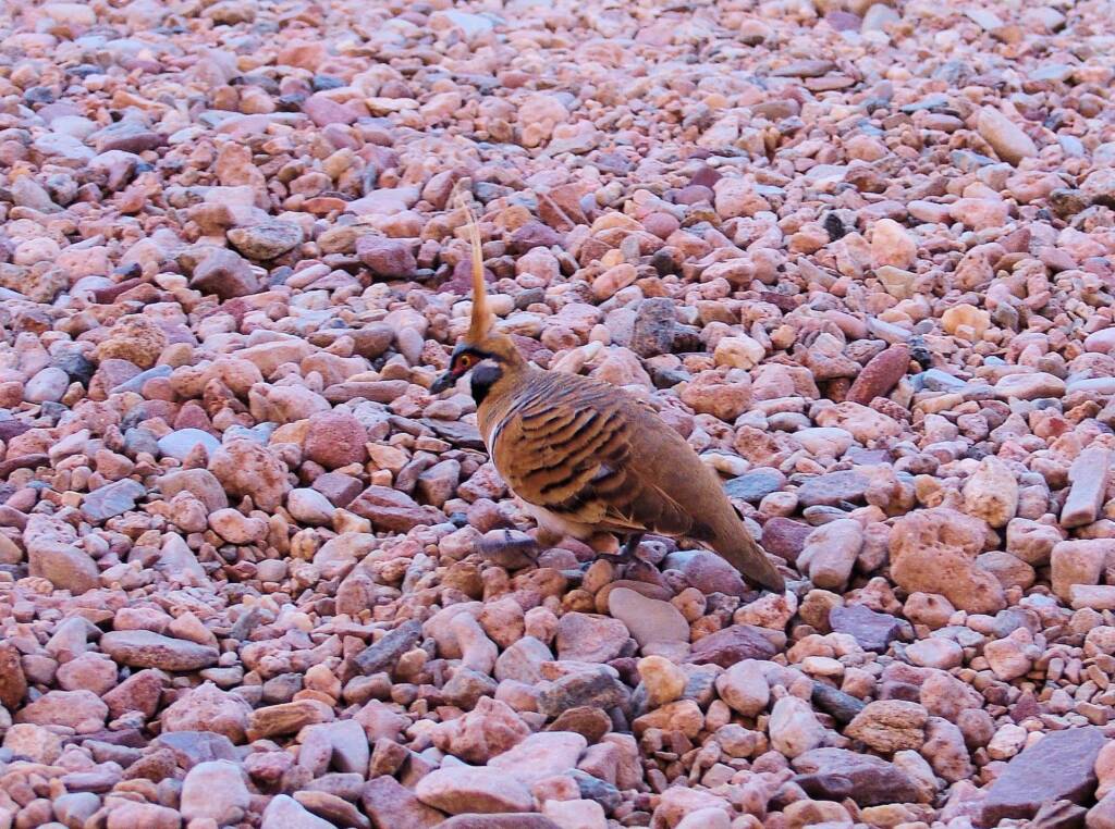 Spinifex Pigeon (Geophaps plumifera), Alice Springs Desert Park