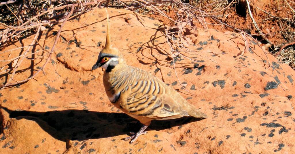 Spinifex Pigeon (Geophaps plumifera), Kings Canyon