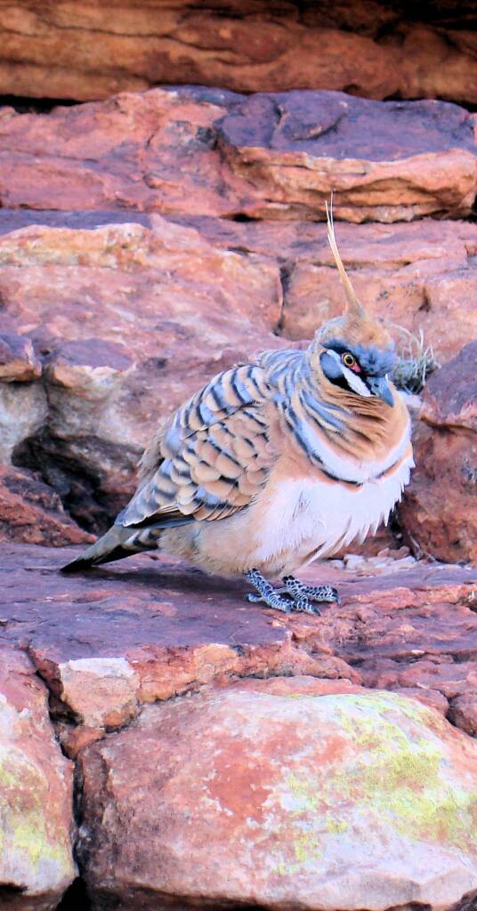 Spinifex Pigeon (Geophaps plumifera), Kings Canyon