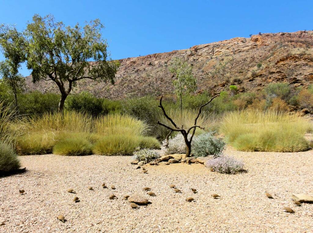 Spinifex Pigeons (Geophaps plumifera), Alice Springs Desert Park