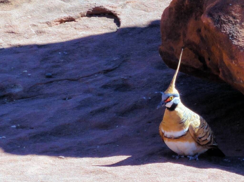 Spinifex Pigeon (Geophaps plumifera), Finke Gorge National Park