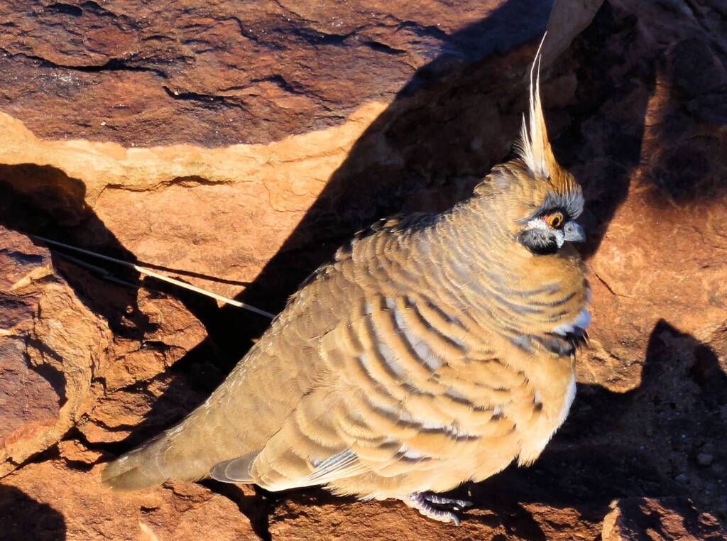 Spinifex Pigeon (Geophaps plumifera), Kata Tjuta (Uluru-Kata Tjuta National Park)