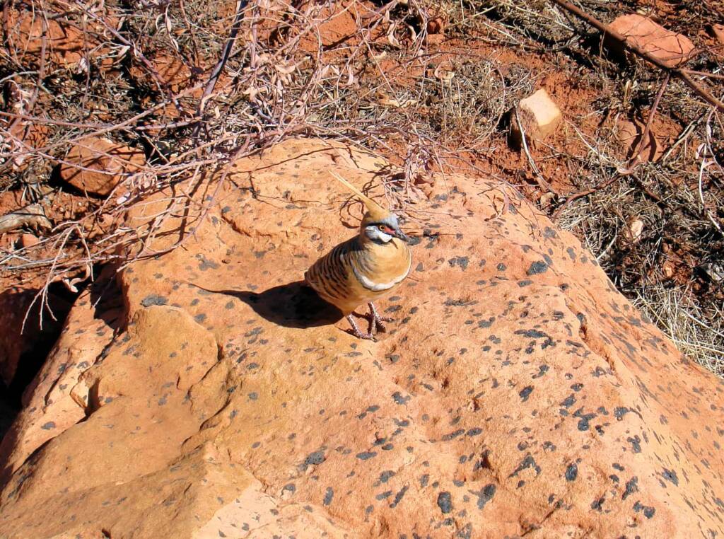 Spinifex Pigeon (Geophaps plumifera) at Kings Canyon © 2006 Greg Sully