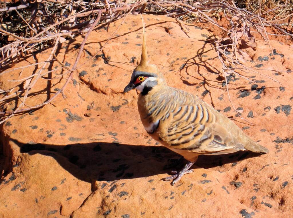 Spinifex Pigeon (Geophaps plumifera) at Kings Canyon © 2006 Greg Sully