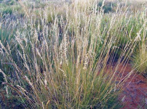 Spinifex – Ausemade
